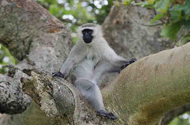 Mono Verde - parque nacional Queen Elizabeth - Uganda 2.jpg